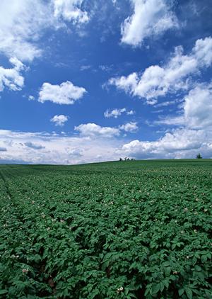 南大阪霊園は自然豊かな場所にあります
